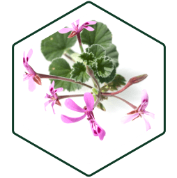 Pelargonia Afrykanska